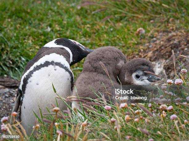 Pingüino De Magallanes Madre E Hijos Tierra Del Fuego Foto de stock y más banco de imágenes de Aire libre