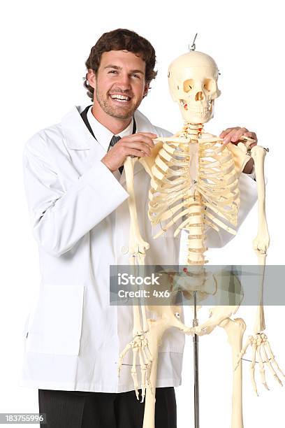 Medicina Posando Com Esqueleto Humano - Fotografias de stock e mais imagens de Esqueleto Humano - Esqueleto Humano, Adulto, Anatomia