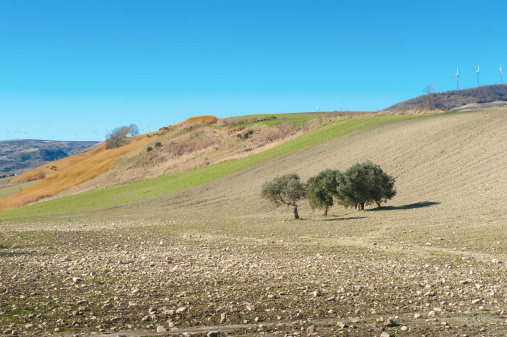 Los olivos en Monti Dauni, Apulia de Foggia (Italia photo