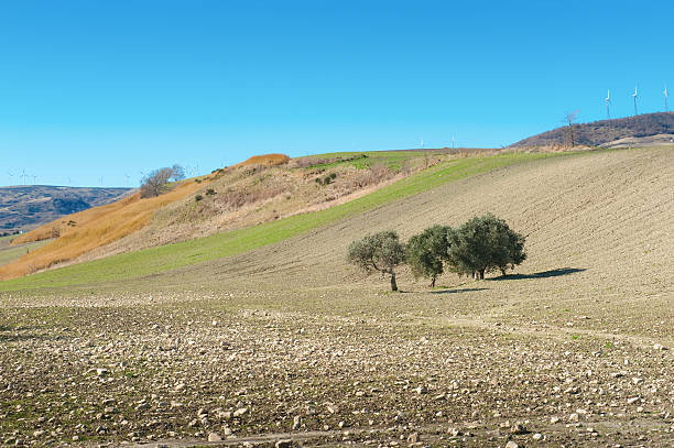 Olive trees in Monti Dauni, Apulia - Foggia (Italy) stock photo