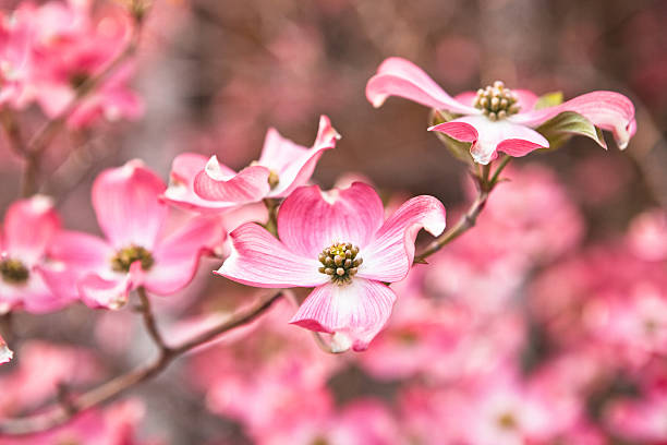 istock Pink Dogwood Flower Blossoms 183756495