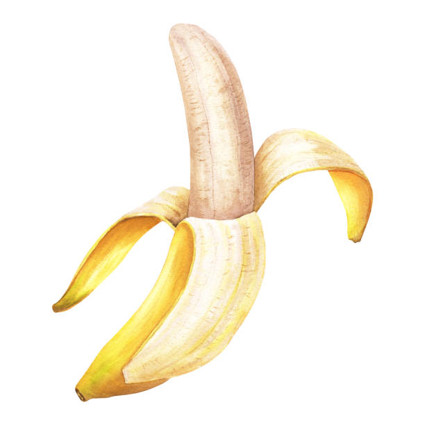 ilustrações, clipart, desenhos animados e ícones de banana - uma fruta amarela alongada e comestível descascada, baga. ilustração botânica de aquarela desenhada à mão isolada no fundo branco. para cartões de clip-art, pacote de etiqueta de menu - banana peeled banana peel white background