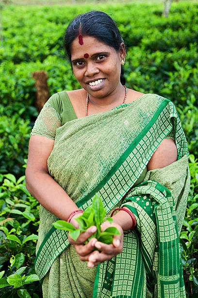 tamil chá pickers, sri lanka - tea crop picking indian culture tea leaves imagens e fotografias de stock