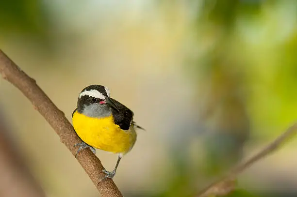 A bananaquit perching on a branch.