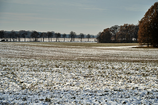 rural landscape with snow covered fields, bushes and trees, Poland