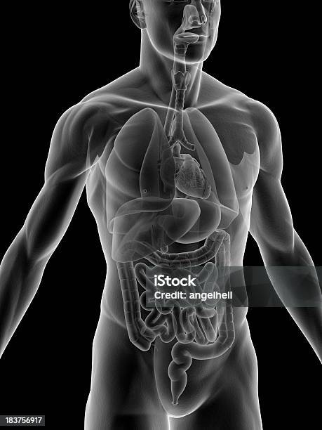 Raiosx Do Corpo Humano Com Órgãos Internos - Fotografias de stock e mais imagens de Sistema Digestivo Humano - Sistema Digestivo Humano, Anatomia, Corpo humano