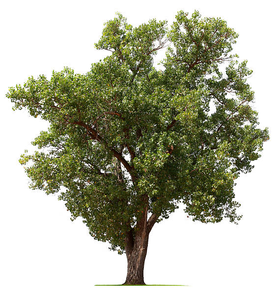 Cottonwood Tree A Cottonwood tree isolated on white.To see more isolated trees click on the link below: cottonwood tree stock pictures, royalty-free photos & images