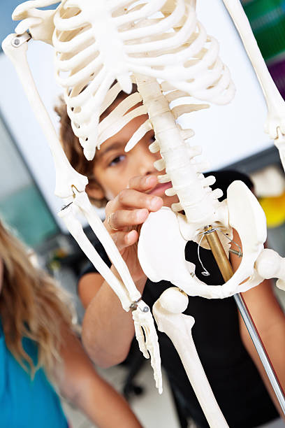 istock Little Girl in Science Class, Touching Skeleton Model 183757021