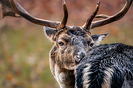 A close-up shot of a majestic white-tailed deer, with a set of impressive antlers atop its head