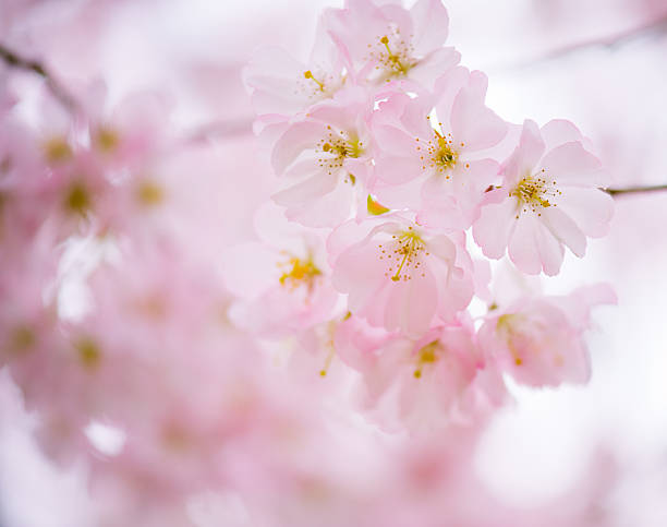 istock Cerry blossom 183757119