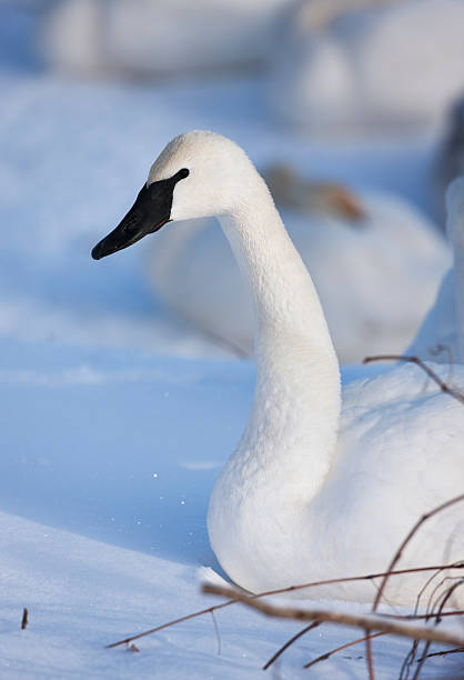 istock Winter white tundra or trumpeter swan and snowy setting. 183757140