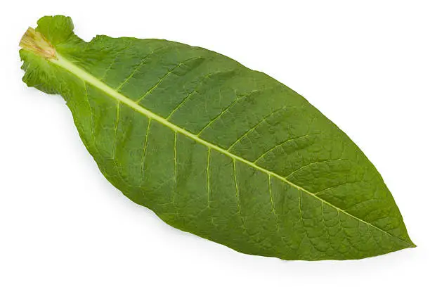 Green Tobacco Leaf Isolated On White. Clipping Path Included.