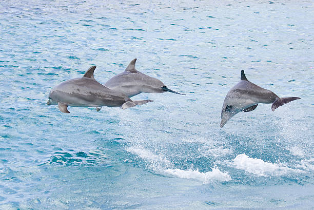 istock Jumping dolphins in the Caribbean Sea 183757396
