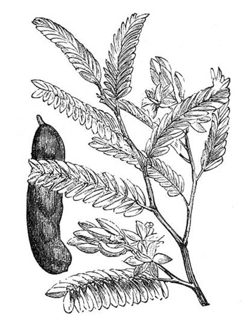 istock Antique illustration - tamarind pod and leaves on stem 1837574771