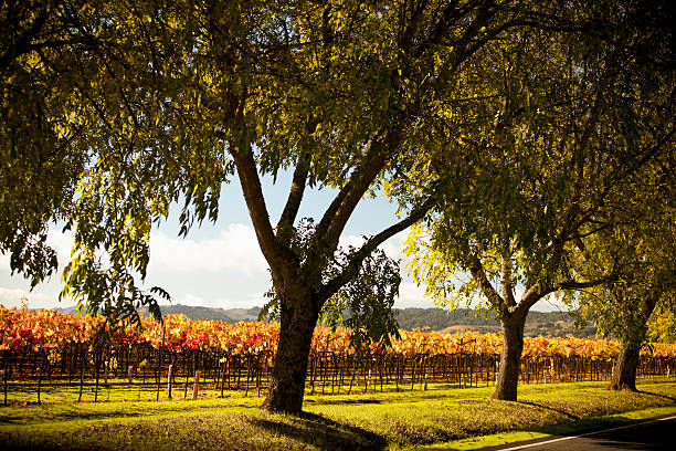 uva su un'azienda vinicola vite - napa grape vineyard vine foto e immagini stock