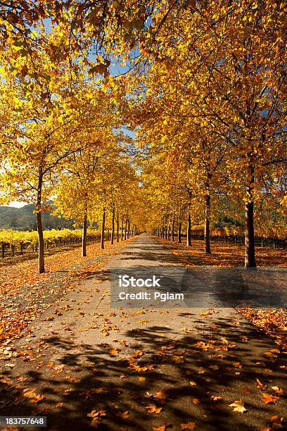 Herbst Lane In Napa Valley Kalifornien Stockfoto und mehr Bilder von Bildhintergrund - Bildhintergrund, Blatt - Pflanzenbestandteile, Farbbild