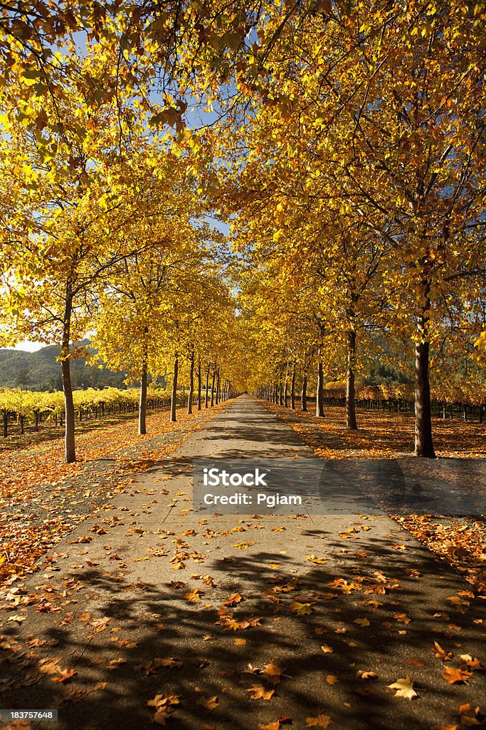 Outono lane em Napa Valley, Califórnia - Foto de stock de Agricultura royalty-free