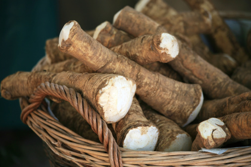 Many fresh horseradish roots in a basket.