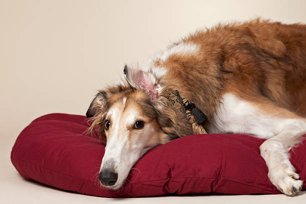 Whimsical Portrait of a Spoiled Borzoi stock photo