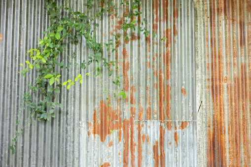 Close up shot with copy space of rusty corrugated metal wall with greenery plant as decoration. It's beautiful background for concept of vintage, grunge, loft and retro style of abandoned building.