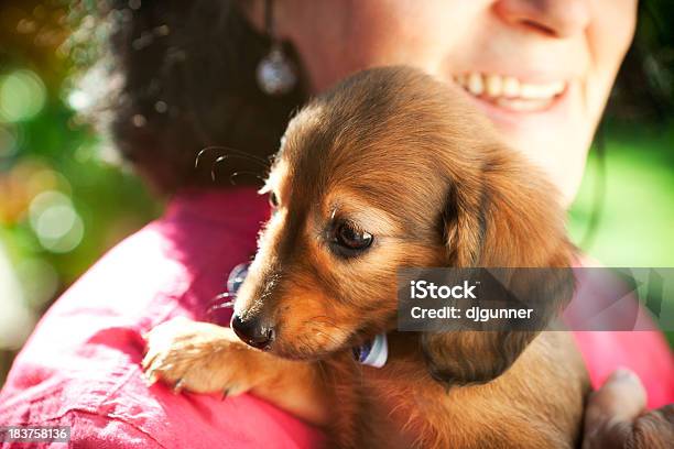 かわいい Daschund 子犬 - 子犬のストックフォトや画像を多数ご用意 - 子犬, 新しい, オーナー