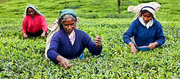 istock Tamil tea pickers, Sri Lanka 183758161