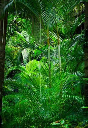 Lush tropical plants.