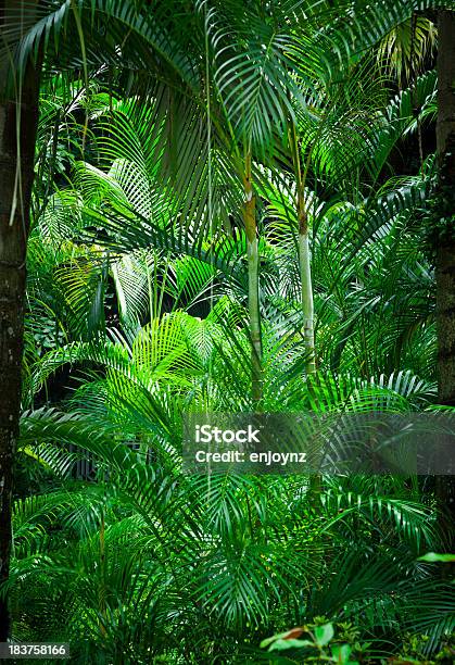Tropikalne Liście - zdjęcia stockowe i więcej obrazów Tło - Tło, Palma, Las deszczowy