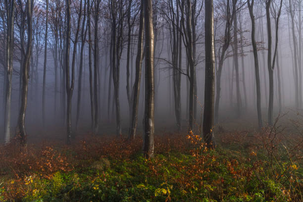 istock Majestic forest landscape at sunrise. 1837582275