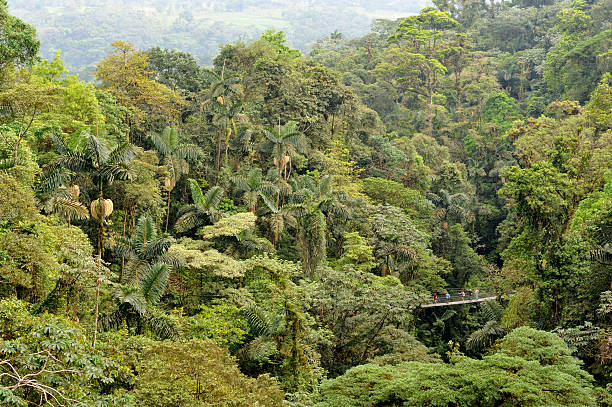 Aerial view of hanging bridge in the jungle, Costa Rica Small group of people walking on typical suspended bridge in Costa Rica. The jungle is so dense and the trees are so high that they found this way to hike over the trees and protect the forest. This activity is greatly liked by tourists. canopy tour photos stock pictures, royalty-free photos & images