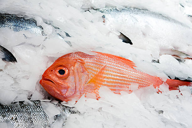 lutiano rosso fresco su ghiaccio - fish fish market catch of fish market foto e immagini stock