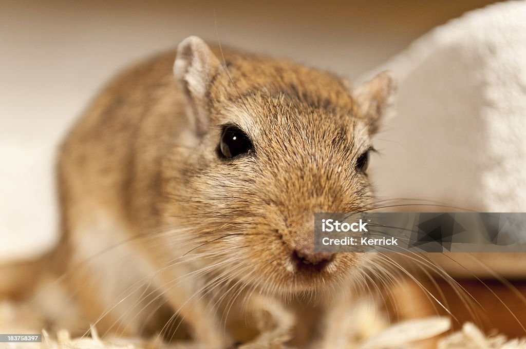 Porträt eines Rennmaus - Lizenzfrei Einzelnes Tier Stock-Foto