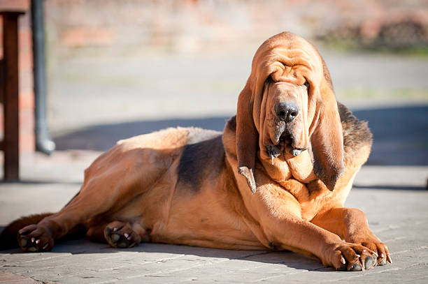 just try me! bloodhound on guard bloodhound stock pictures, royalty-free photos & images