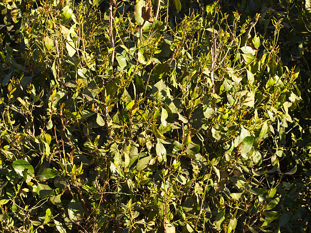 Khat Botanical 60+ Khat Leaves Stock Photos, Pictures & Royalty-Free Images - iStock