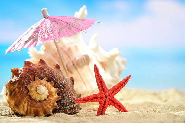 istock Conch shell and see star on the beach 183758820