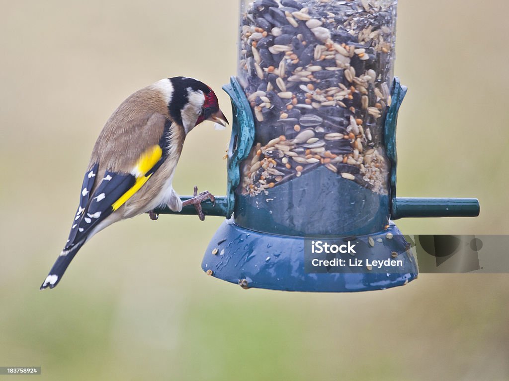 欧州 Goldfinch carduelis_carduelisにミックス種の餌箱 - イギリスのロイヤリティフリーストックフォト