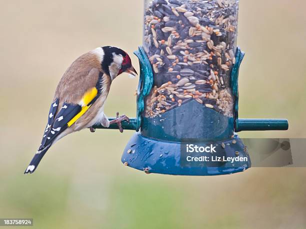 欧州 Goldfinch Cardueliscarduelisにミックス種の餌箱 - イギリスのストックフォトや画像を多数ご用意 - イギリス, カラー画像, スコットランド