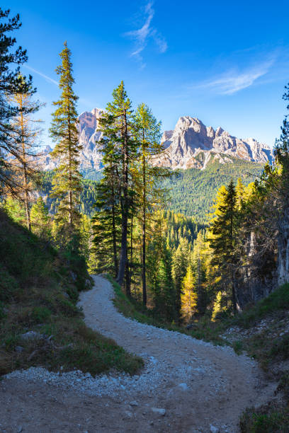 istock Hiking trail through a spruce forest in the Dolomites 1837589778