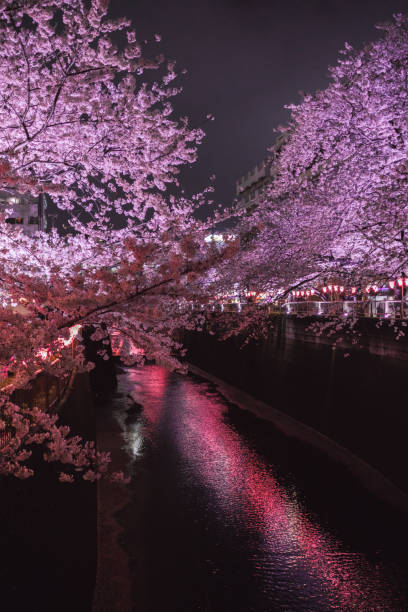 istock Illuminated pink cherry blossoms along the Meguro River 1837591412