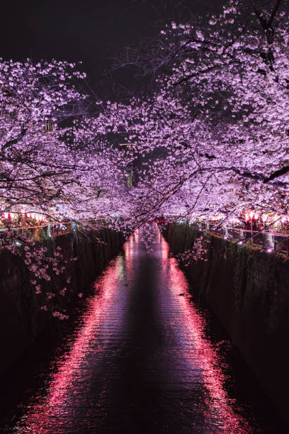 istock Illuminated pink cherry blossoms along the Meguro River 1837591418