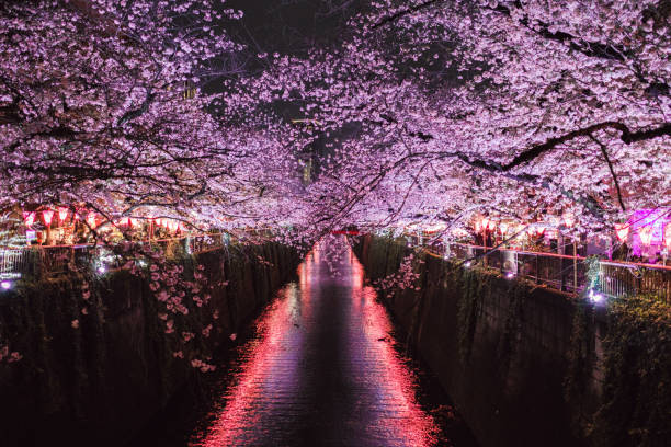 istock Illuminated pink cherry blossoms along the Meguro River 1837591524