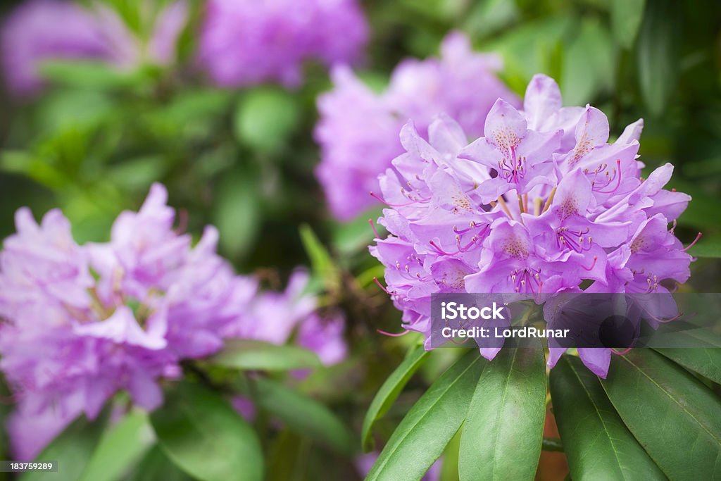 Rhododendron in bloom Pink rhododendron in bloom. Rhododendron Stock Photo