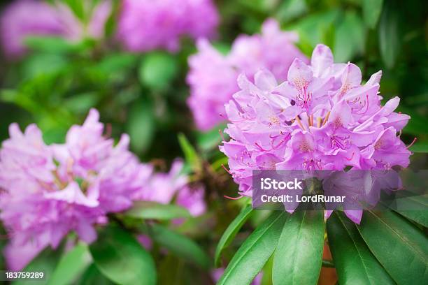 Rhododendron In Bloom Stock Photo - Download Image Now - Rhododendron, Bush, Close-up