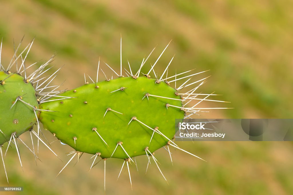 Feigenkaktus Pad - Lizenzfrei Bildhintergrund Stock-Foto