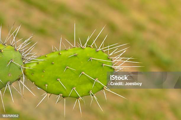 Feigenkaktus Pad Stockfoto und mehr Bilder von Bildhintergrund - Bildhintergrund, Blume, Dornig