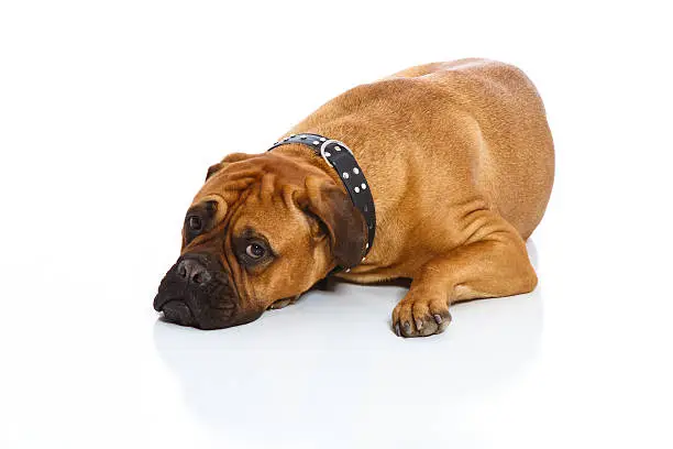 A sad faced bullmastiff dog sitting on a seamless white paper showing it's puppy eyes.