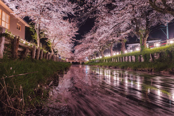 istock Kawagoe cherry blossoms illuminated at night 1837595814