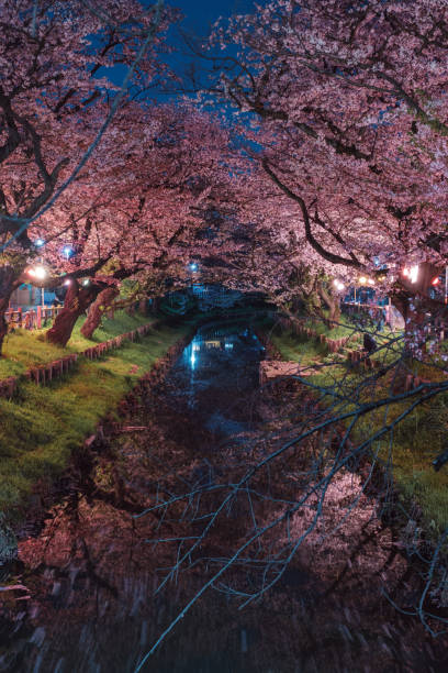 istock Kawagoe cherry blossoms illuminated at night 1837595818