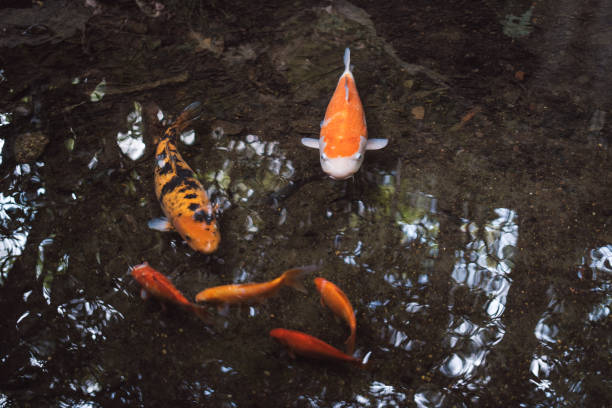 istock Carp swimming in the pond 1837597204