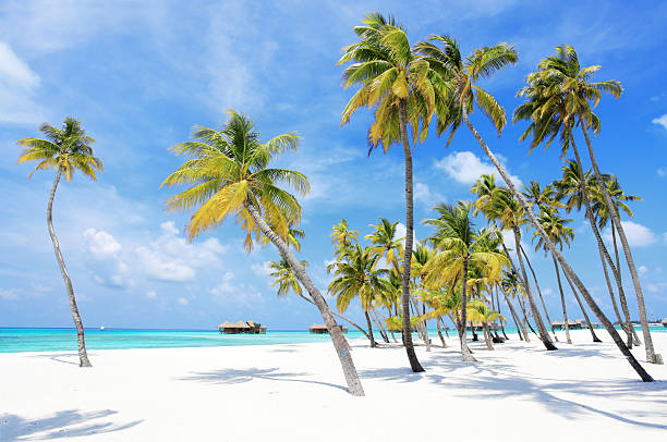 istock Tropical resort in Maldives 183759785